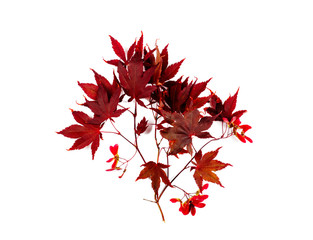 Wall Mural - Japanese Red Autumn maple tree leaves Isolated on white background. Acer palmatum