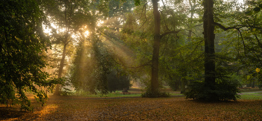 wonderful morning in the park - sun rays breaking through the canopy of trees, fog illuminated by the morning sun