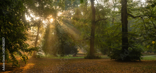 Leinwand Poster  wonderful morning in the park - sun rays breaking through the canopy of trees, f