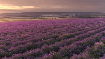 Wall Mural - Aerial nature landscape video. Flight over lavender meadow at sunset. Agriculture industry scene. Nature 4k scene composition.