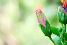 Hibiscus, Bud Pink Flower On Blurred Nature Background