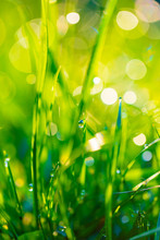 Grass With Dew Drops Closeup