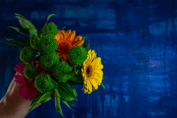 Wall Mural - Man hand hold nice pink, yellow and orange gerbera daisy flower with green leaves on blue background