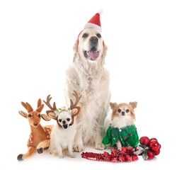 Poster - adult golden retriever and chihuahuas