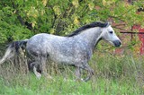 Fototapeta  - The golop grey stallion in a field