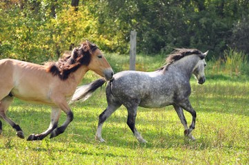 Holop in the fields of two horses