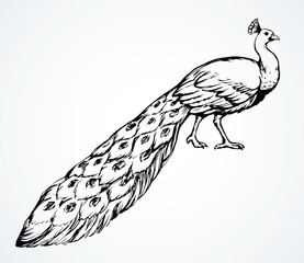 Sticker - A beautiful peacock is standing on the ground. Vector drawing