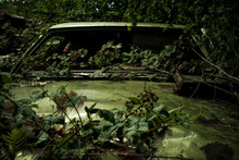 Old Car, Overgrown