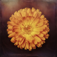 Yellow Flower With Texture 