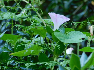 Wall Mural - Morning Glory