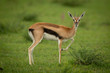 Thomson gazelle stands in grass lifting foreleg