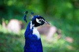 Fototapeta Zwierzęta - majestic colorful peacock in a beautiful day