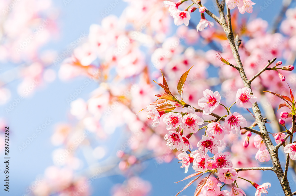 Beautiful pink Sakura flowers cherry blossom blooming at Sakura park. - obrazy, fototapety, plakaty 