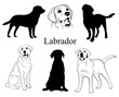 Labrador set. Collection of pedigree dogs. Black white labrador dog illustration. Vector drawing of a pet. Tattoo.