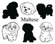 Maltese set. Collection of pedigree dogs. Black and white illustration of a Maltese dog. Vector drawing of a pet. Tattoo.