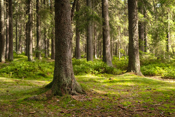 Fototapeta las iglasty świeży spokój czechy