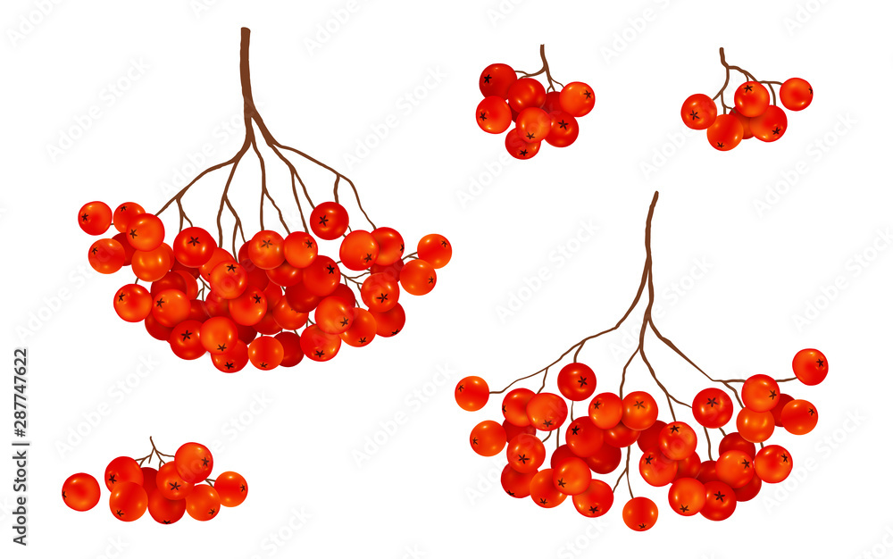 Red ripe rowan berries bunches set, vector realistic illustration isolated on white background - obrazy, fototapety, plakaty 