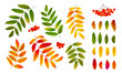 Realistic bright green and orange autumn rowan leaves and berries, vector set isolated on white background