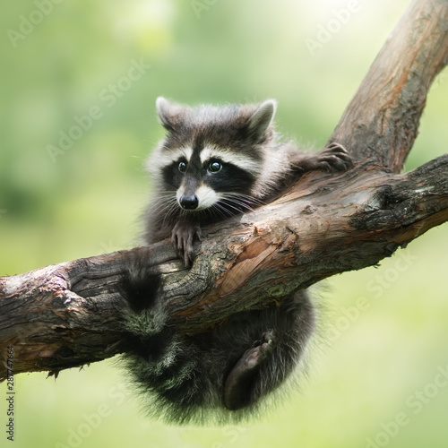 Fotomural Raccoon on a branch. Outdoor