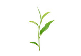 Fototapeta  - green tea leaf isolated on white background