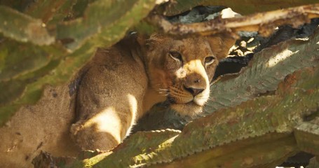 Wall Mural - Lion lying in tree in Queen Elizabeth Naional Park, Uganda