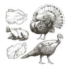 Vector Turkey Isolated Graphic For Butcher Shop, Farmer Market, Thanksgiving Day