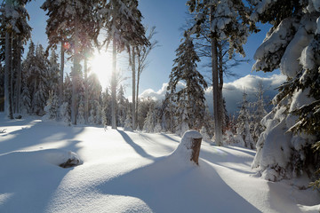 Canvas Print - magic winter landscape