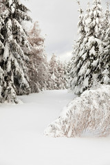 Canvas Print - winter forest view