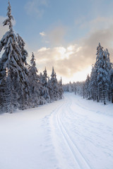 Canvas Print - magic winter landscape