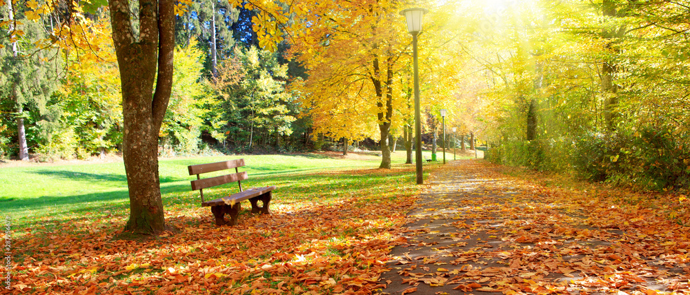 Bench in the park on a sunny day. Autumn landscape. - obrazy, fototapety, plakaty 