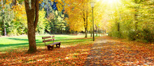 Bench In The Park On A Sunny Day. Autumn Landscape.