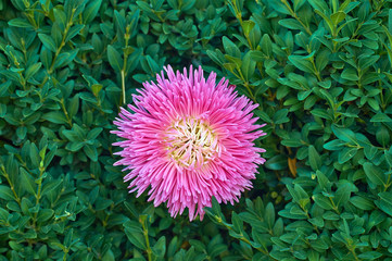 Wall Mural - Bright pink aster flower on green texture