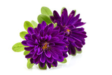 Two Purple Aster Flower Isolated.