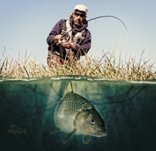 Fisherman With Big Fish. Common Carp