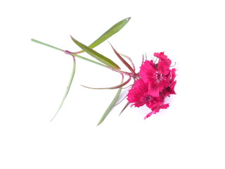 Poster - pink Turkish carnation flowers on a white background