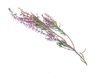 Poster - pink heather flowers on a white background