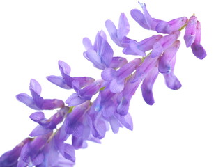 Wall Mural - blue mouse pea flowers on a white background