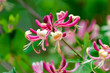 Red Lonicera japonica or Japanese Honeysuckle