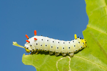 Wall Mural - Promethea Silkmoth Caterpillar (Callosamia promethea)