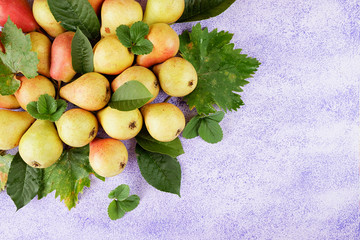 Wall Mural - Harvest pears, top view