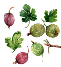 Set Of Images Of Gooseberries And Leaves On A White Background. Watercolor.