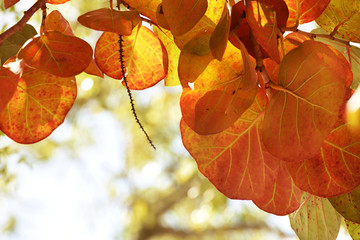 Wall Mural - The huge leaves of a tropical tree against the sky. Natural natural background.