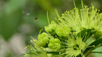 A close up green flower in the garden near the house