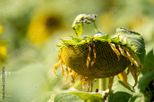 Cuadros en Lienzo Wilting, dead sunflower on a sunny summer day