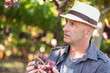© adam121 - Winegrower man holding bunch of red grapes
