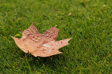 Wall Mural - wet autumn maple leaf lies on green grass