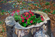 Flowers Growing In A Stump