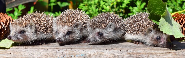 European hedgehog (Erinaceus europaeus), also known as the West European hedgehog or common hedgehog, is a hedgehog species found in Europe.