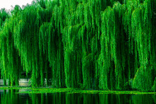 Dense Green Willows Over The Lake. Willow Branches With Dense Green Foliage
