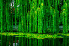 Dense Green Willows Over The Lake. Willow Branches With Dense Green Foliage